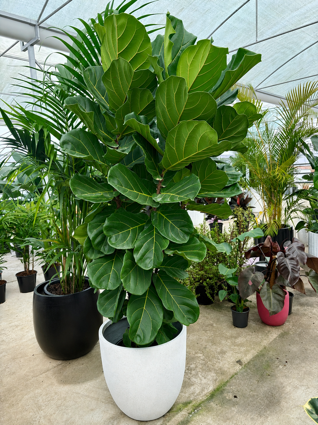 XL fiddle leaf fig/ Ficus Lyrata