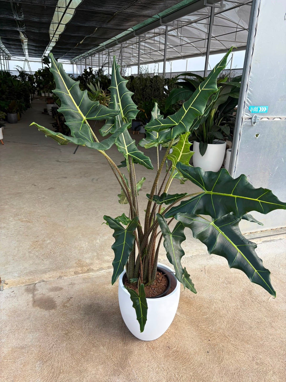 Alocasia Sarian