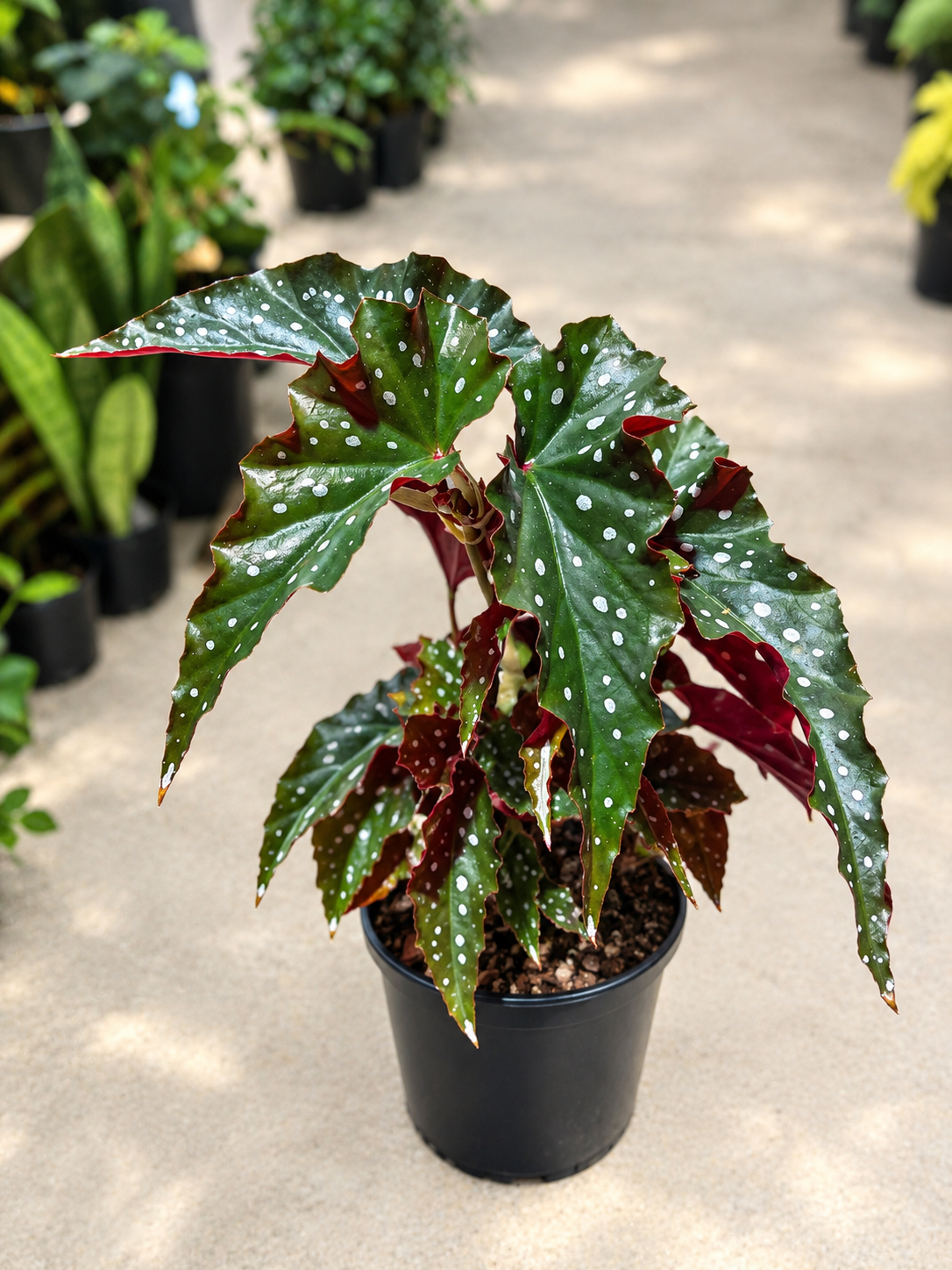 Begonia Black Forest