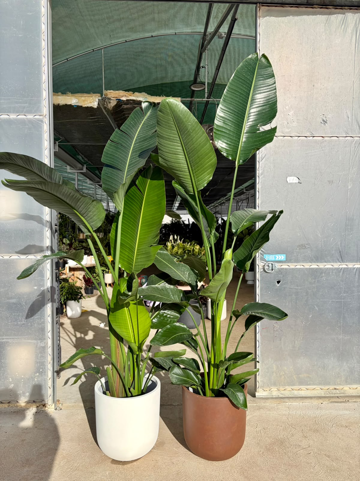Birds of Paradise
