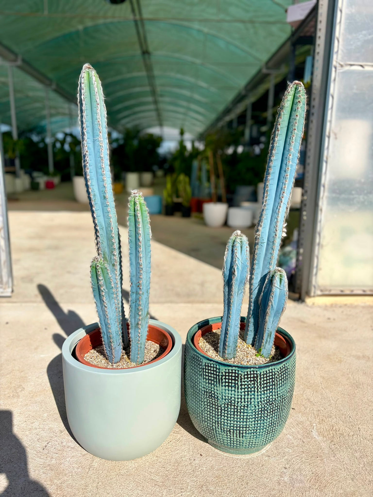 Blue Cactus