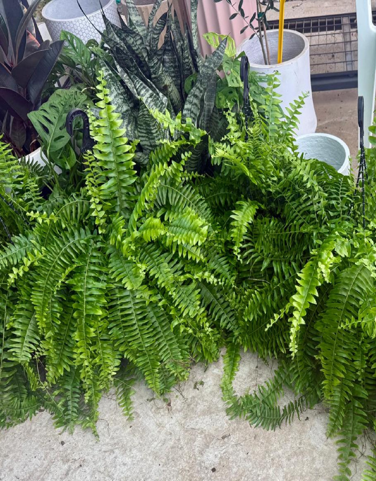 Boston Fern