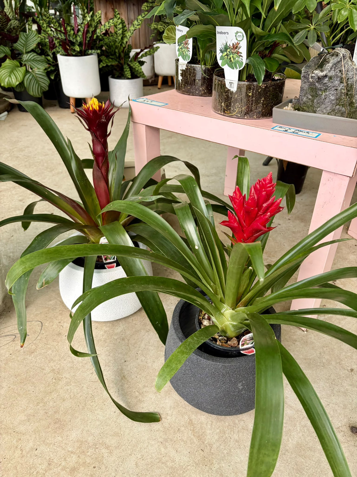 Bromeliad (Bromeliaceae)