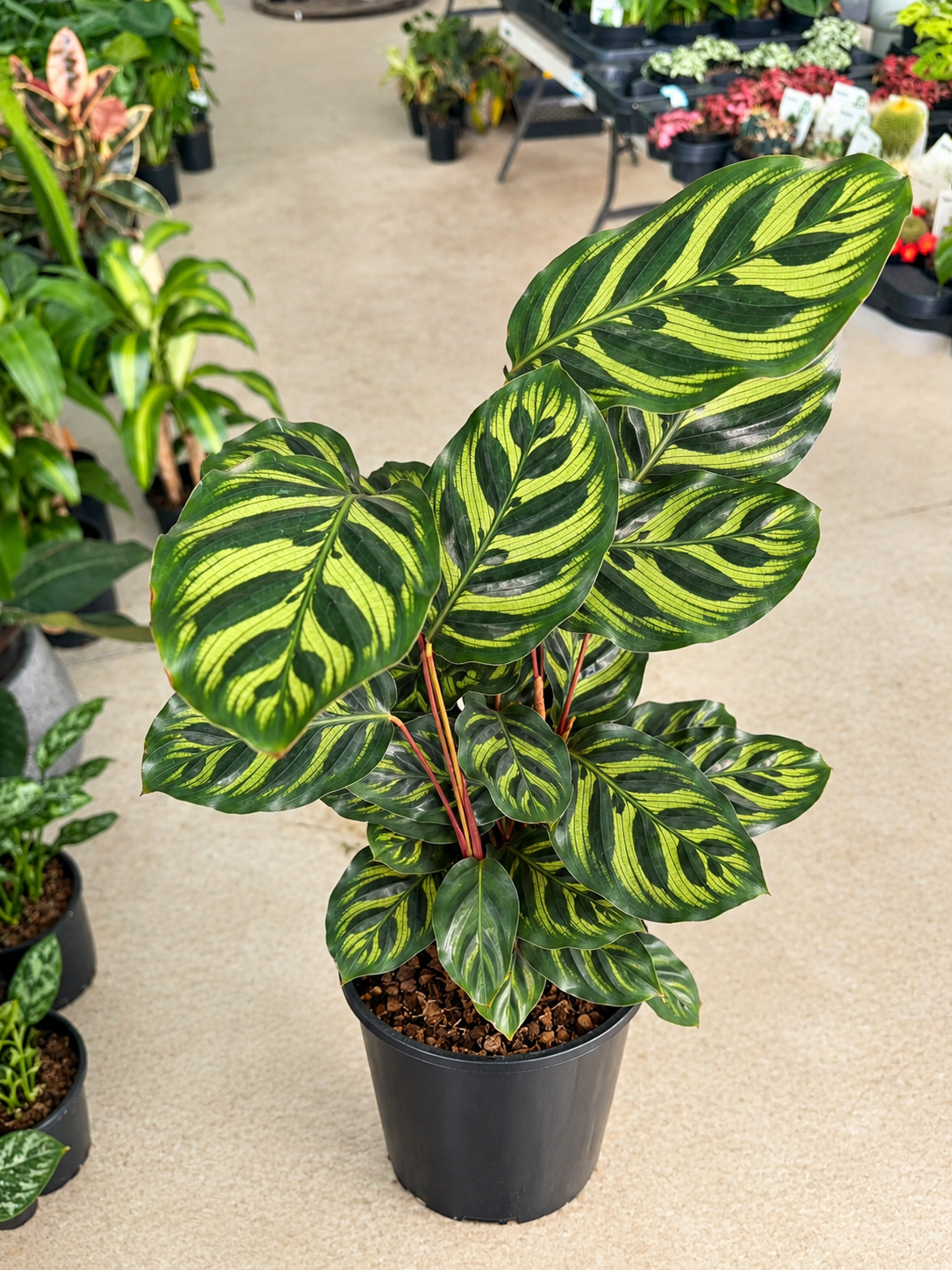 Calathea Makoyana