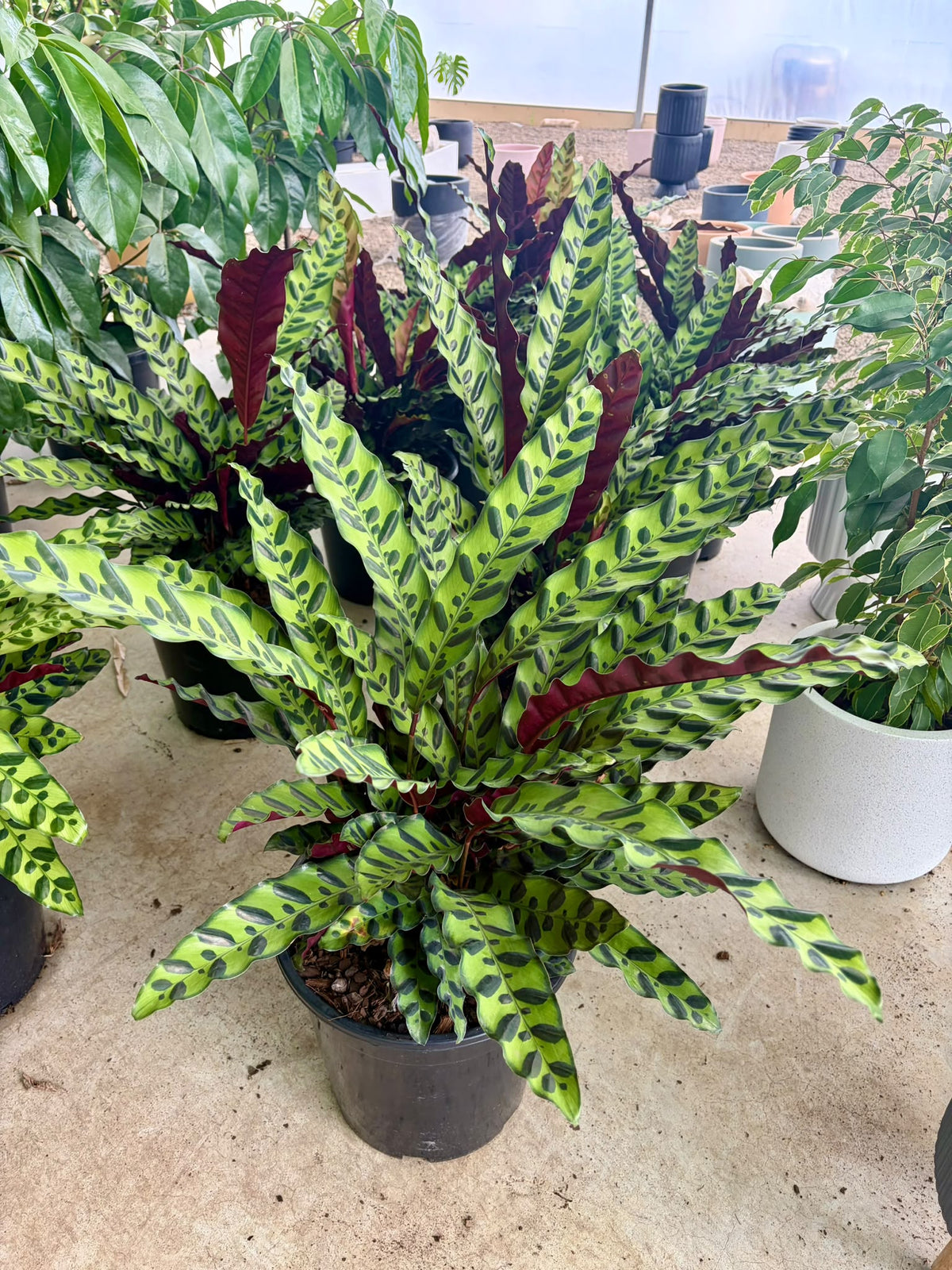Calathea Rattlesnake