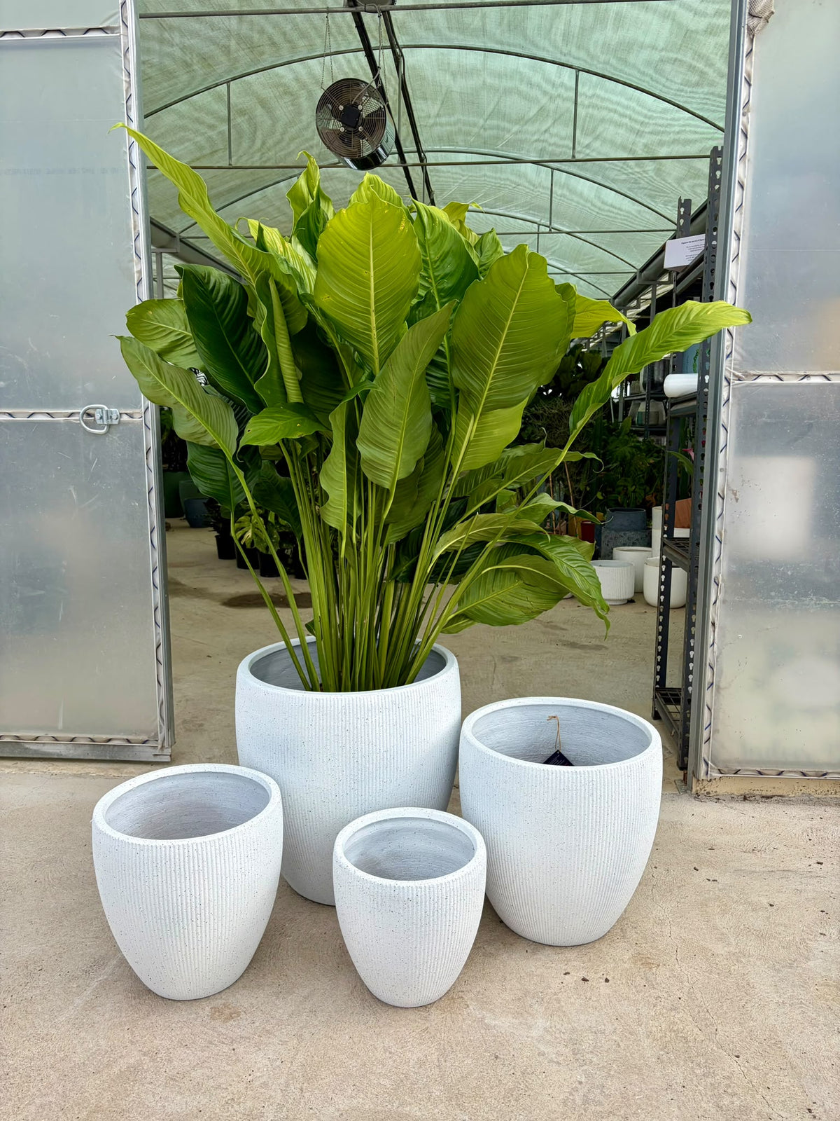 Chord Egg Pots