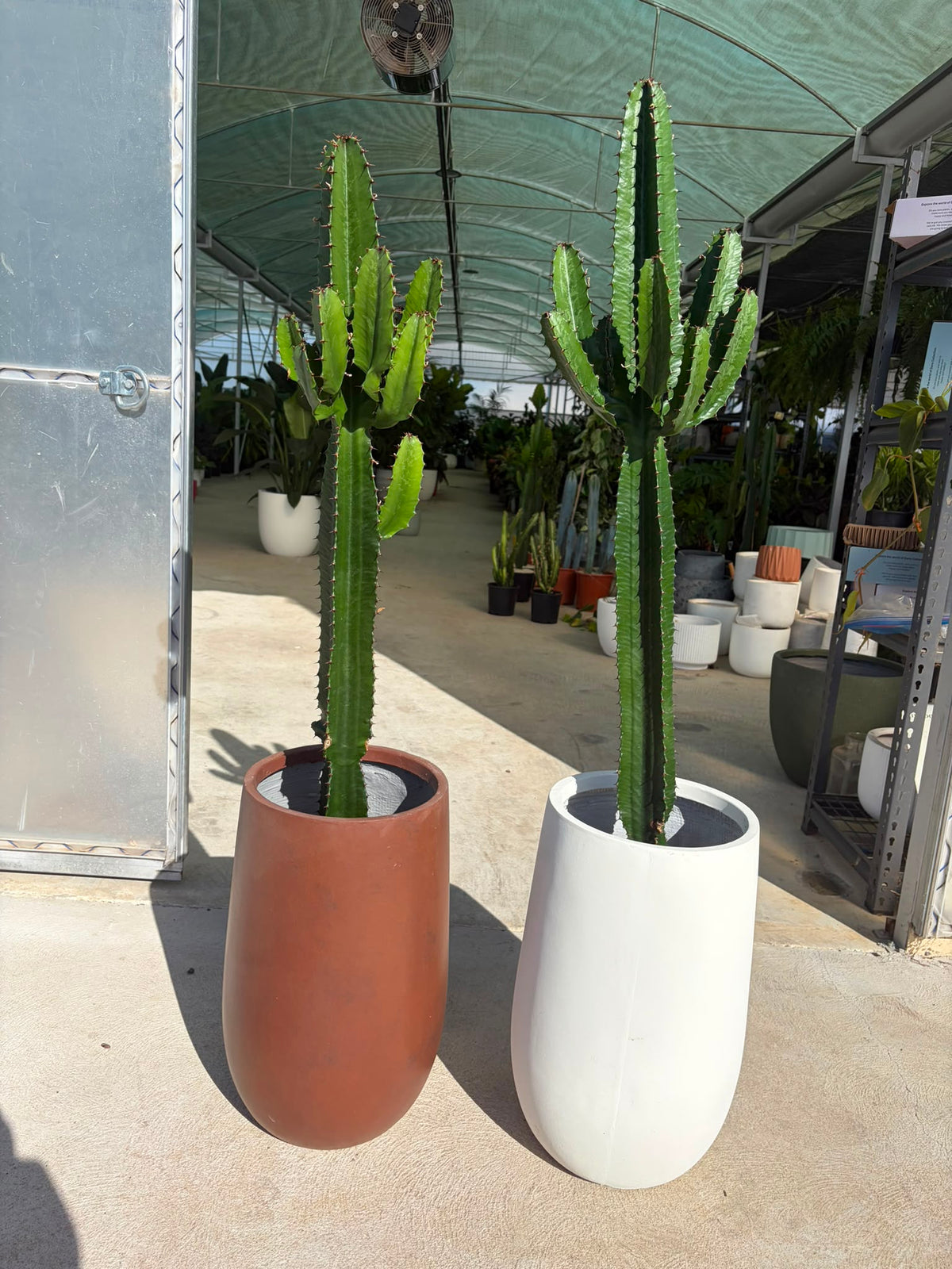 Cowboy Cactus
