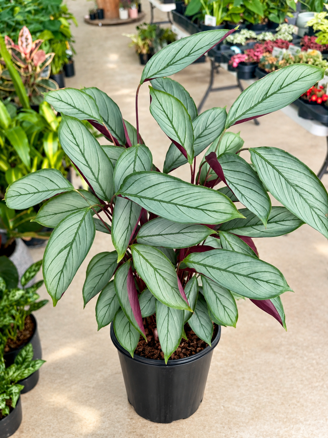 Ctenanthe Grey Star