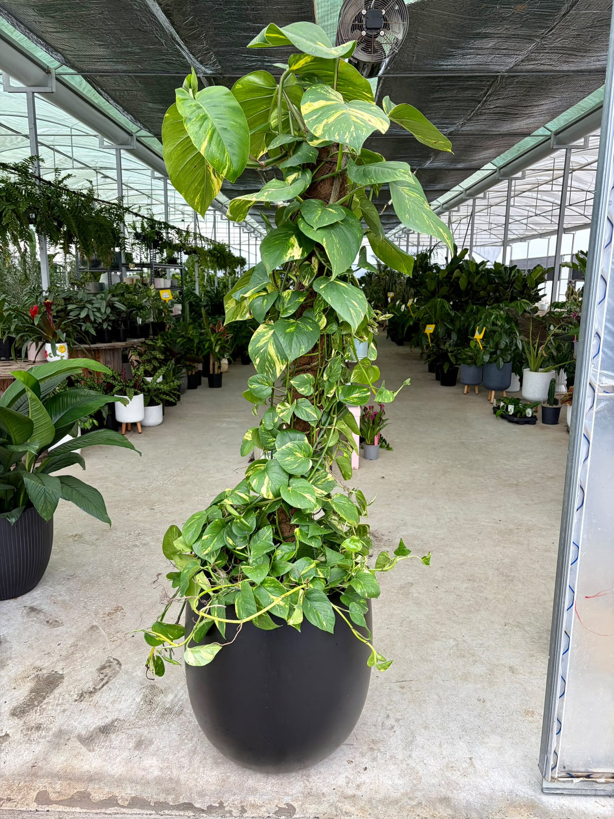 XL Devils Ivy Totem