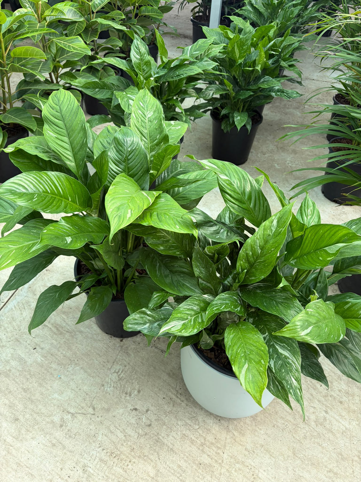 Domino Peace Lily