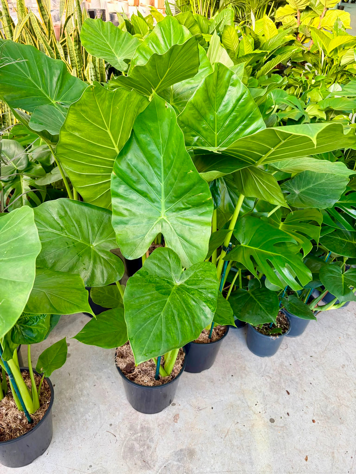 Elephant Ear