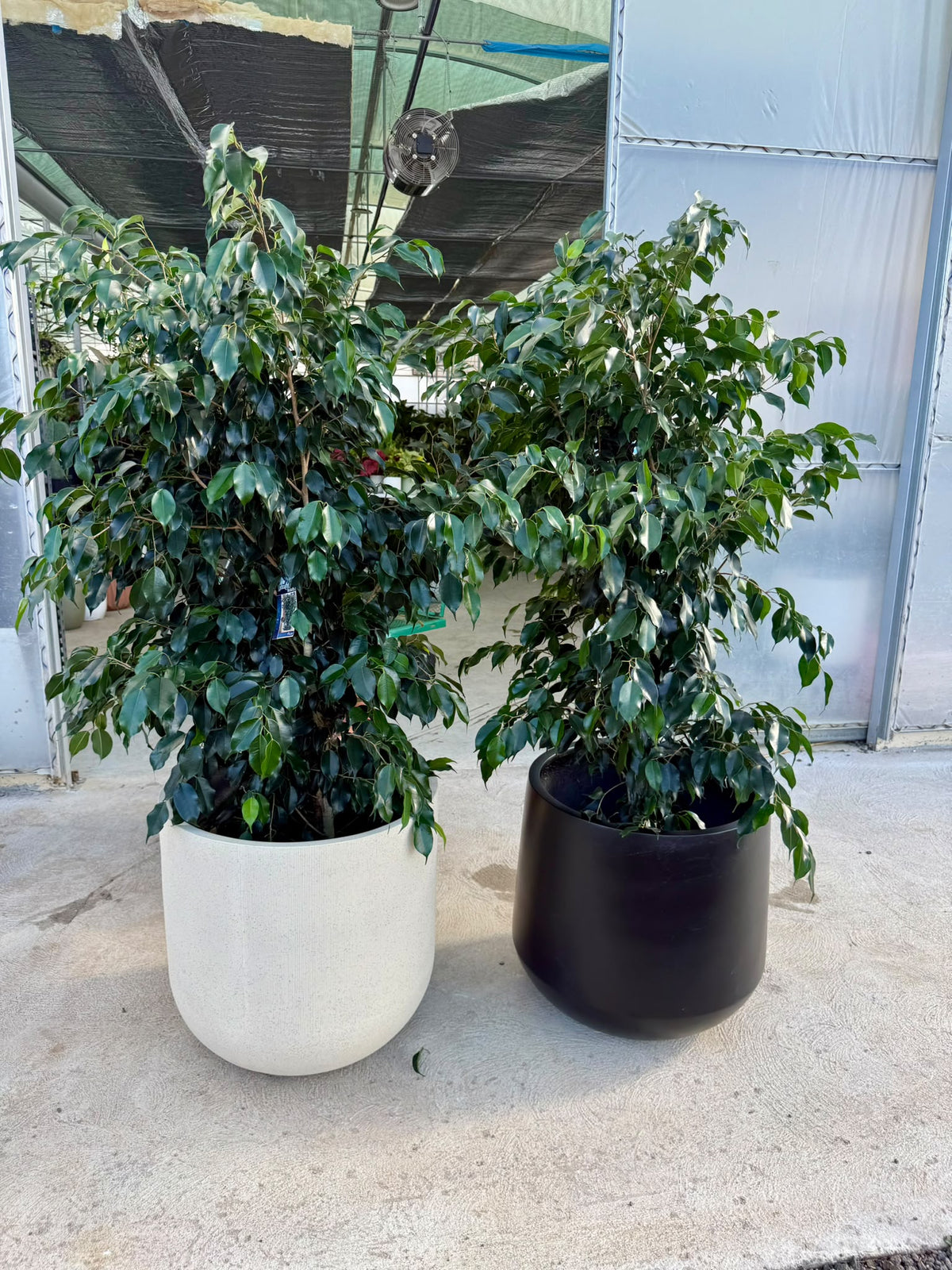 Ficus Benjamina