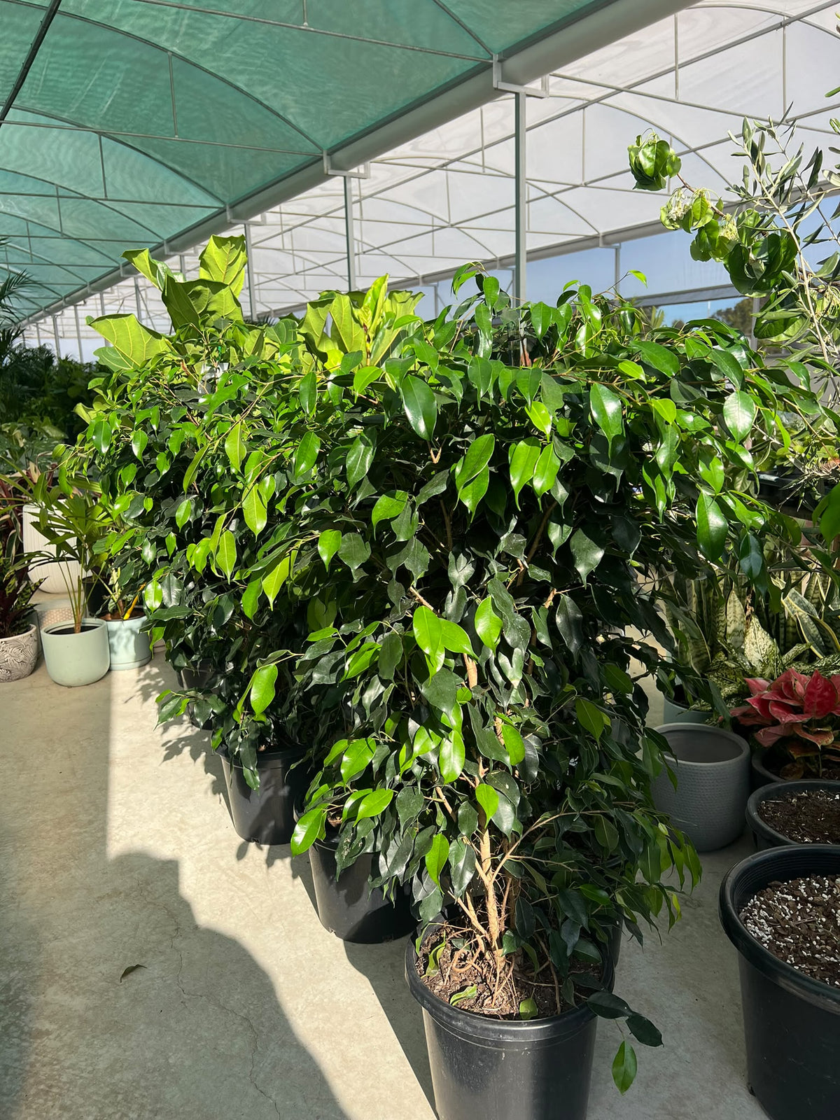 Ficus Benjamina