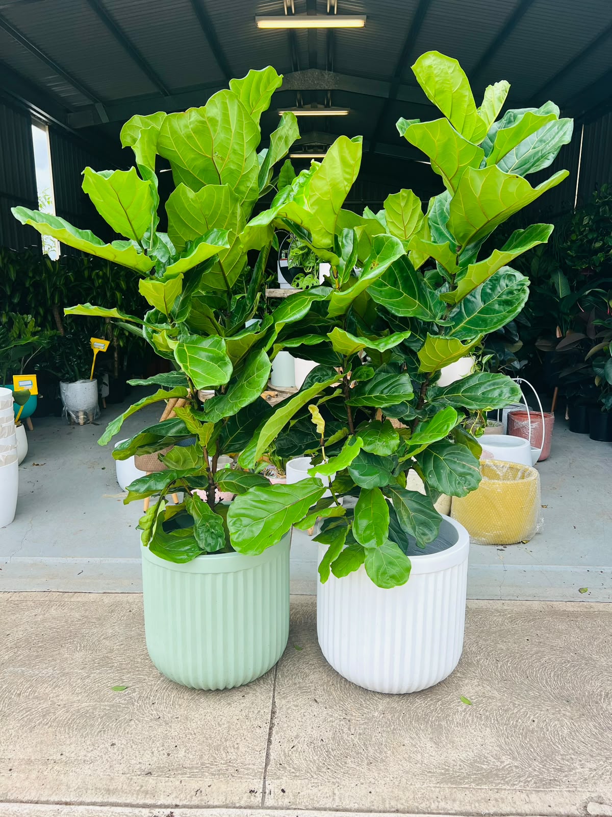 Fiddle Leaf Fig