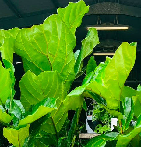 Fiddle Leaf Fig