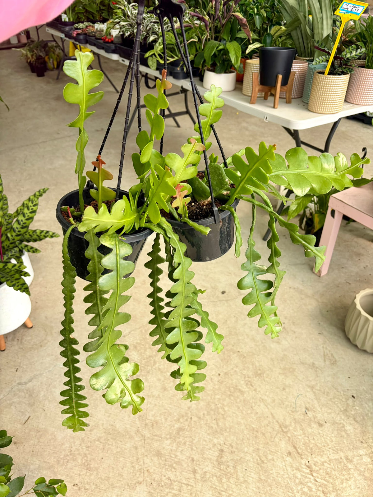 Fishbone Rhipsalis
