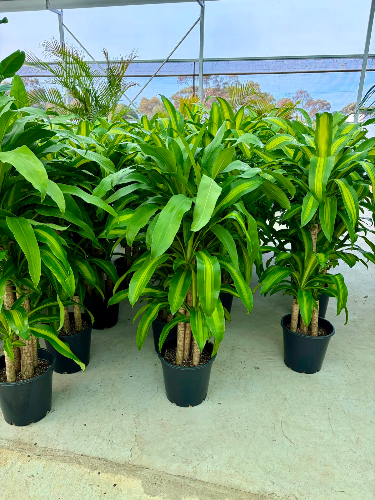 Happy Plant