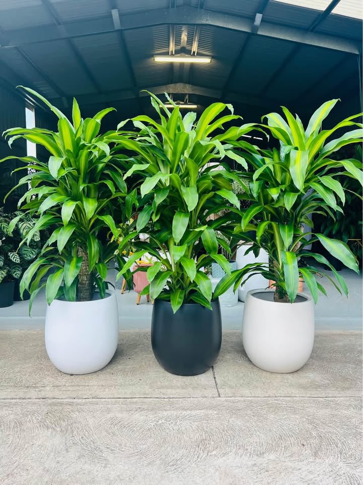 Happy Plant