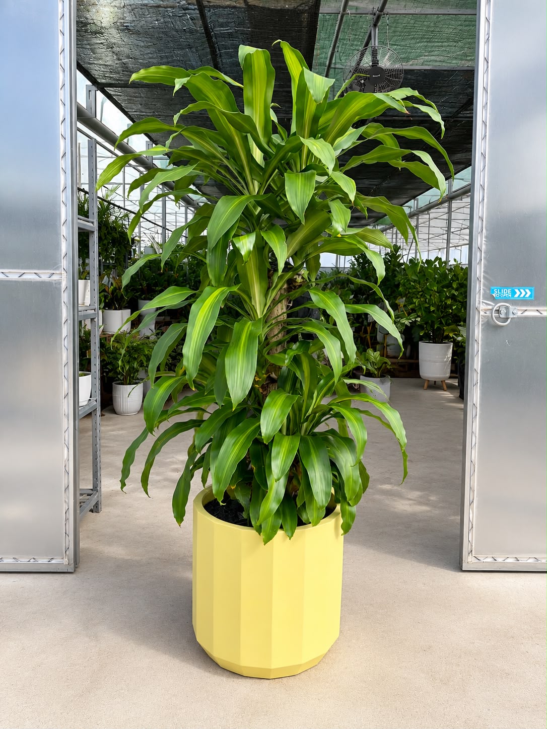 Happy Plant