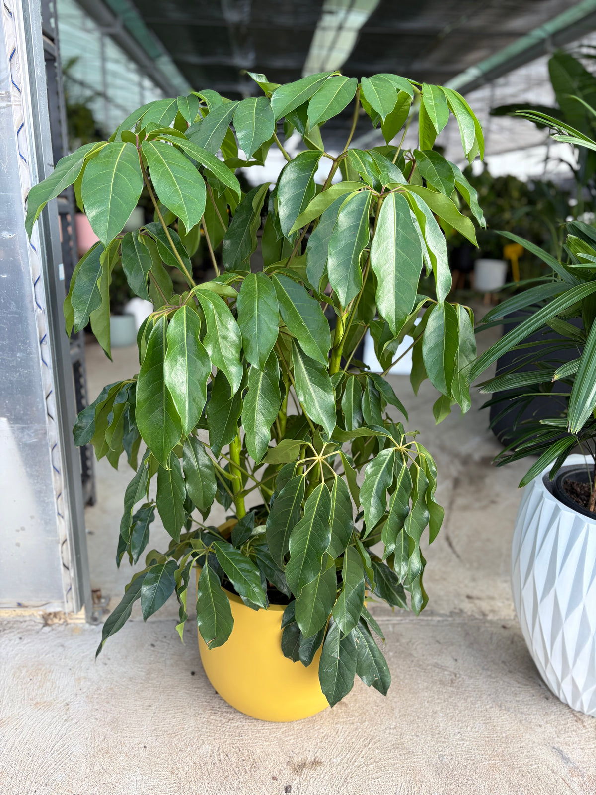 Umbrella tree
