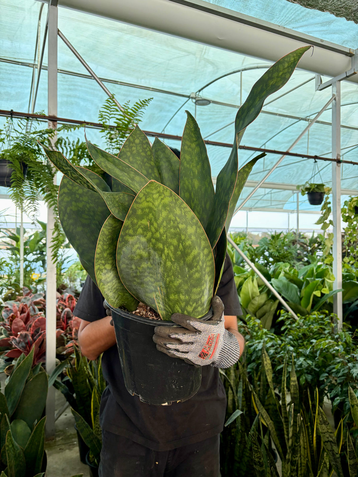Whale fin snake plant