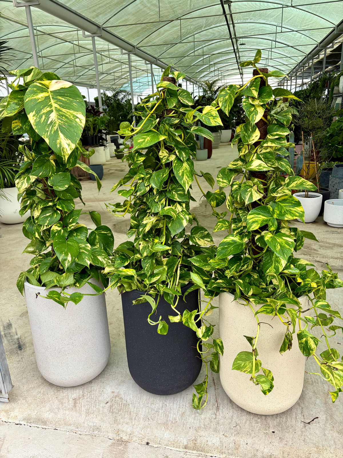 Devils ivy totem