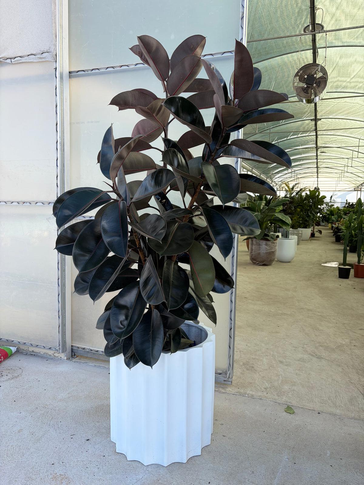 XL rubber plants