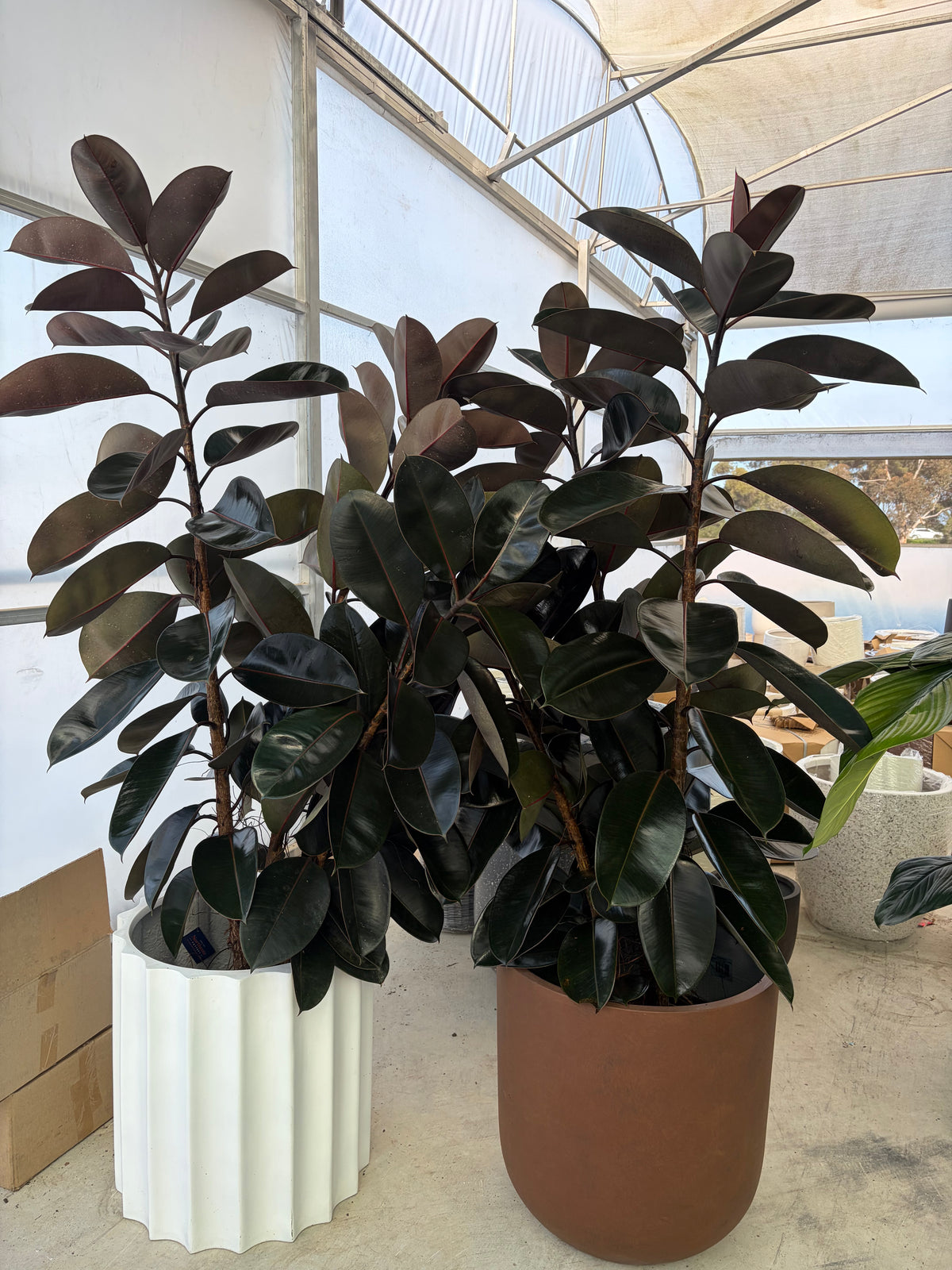 XL rubber plants
