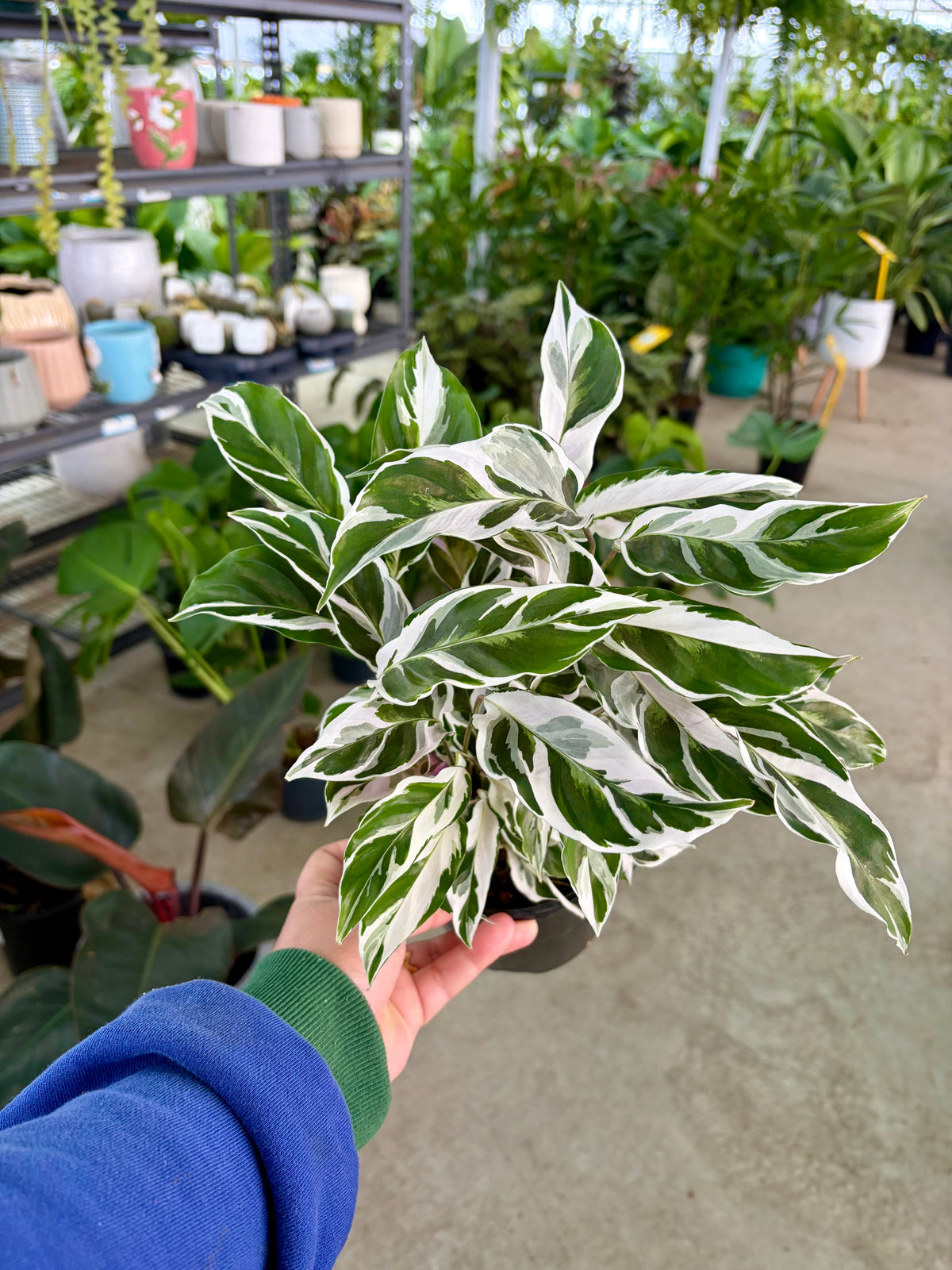 Calathea white fusion 140mm