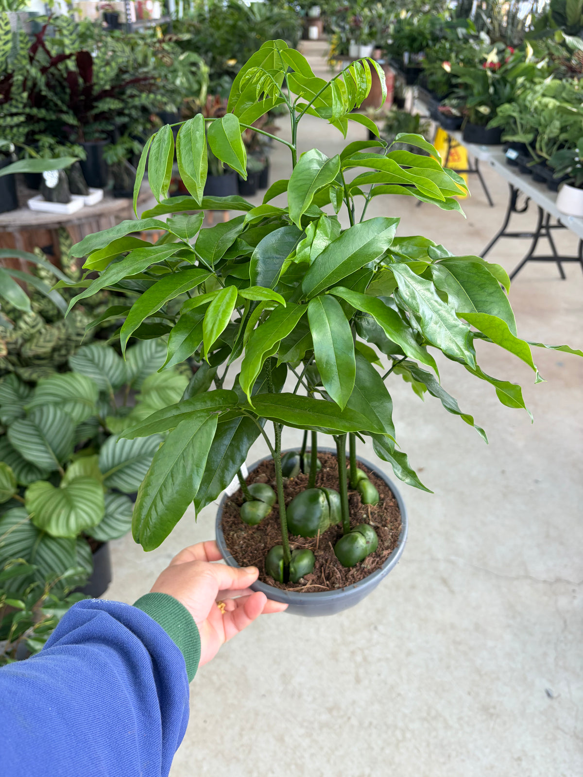 Magic beans plant