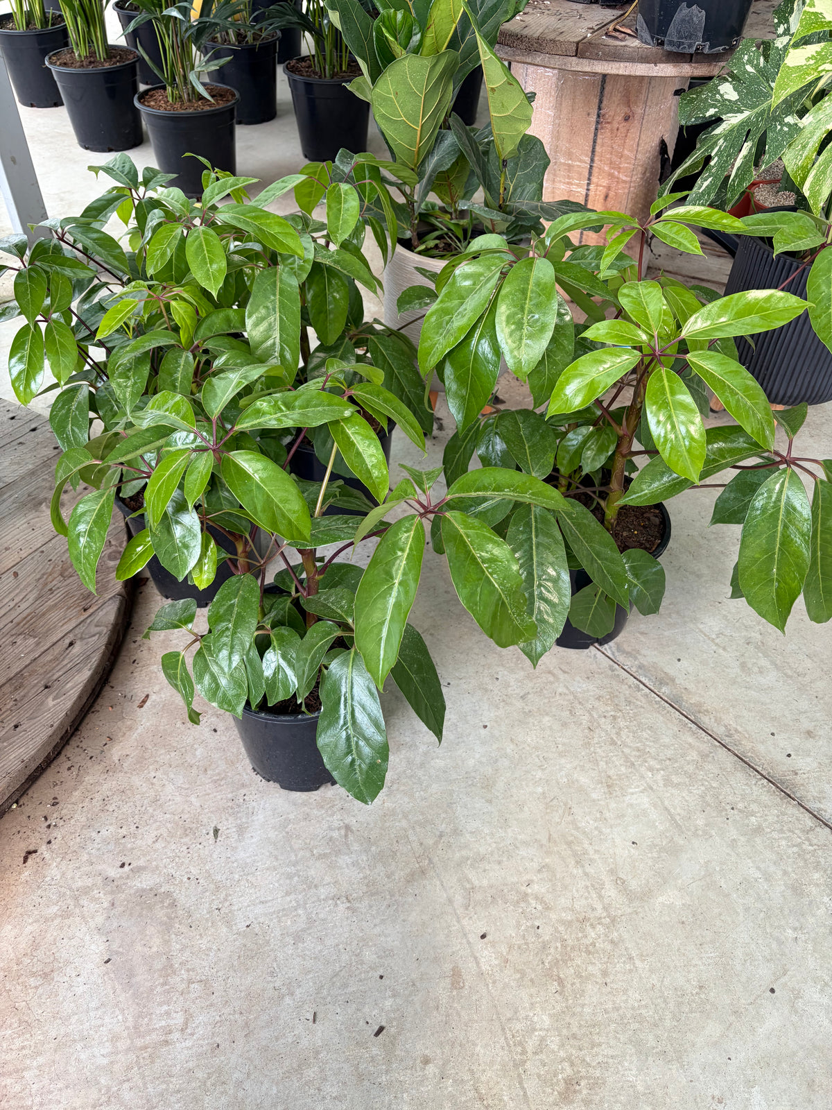 Small umbrella tree