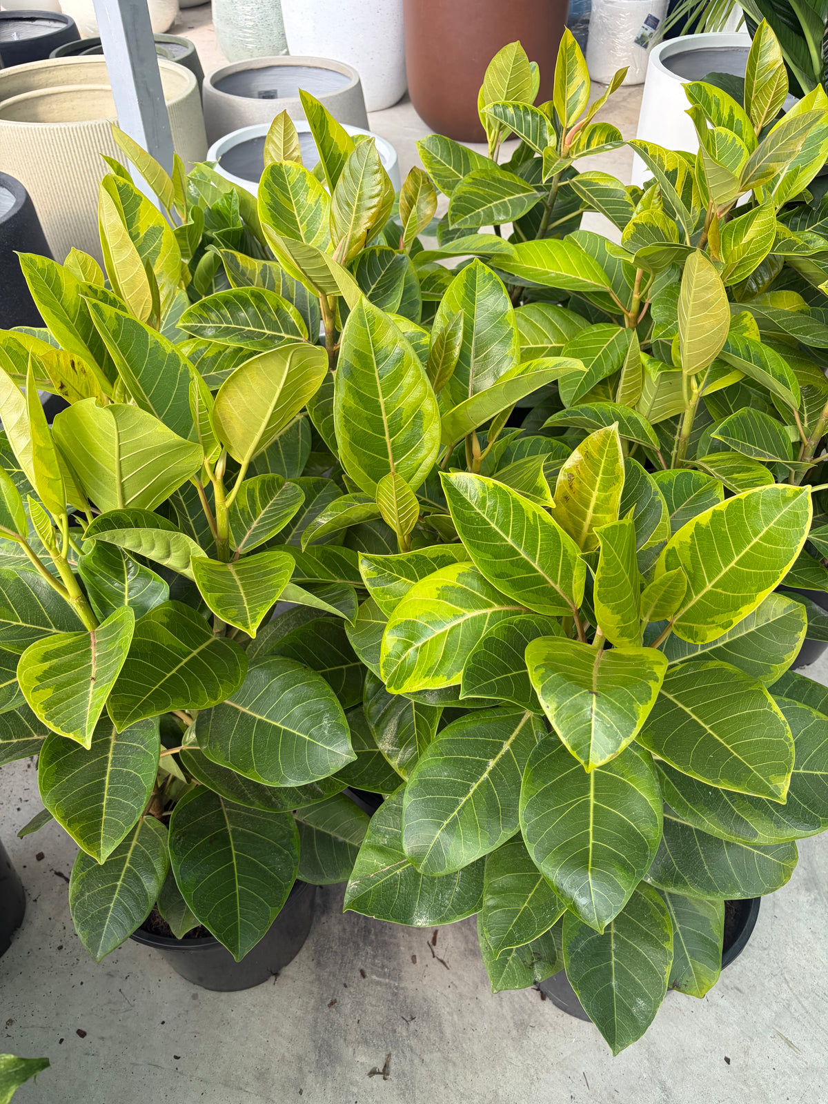 Ficus Lemon Lime