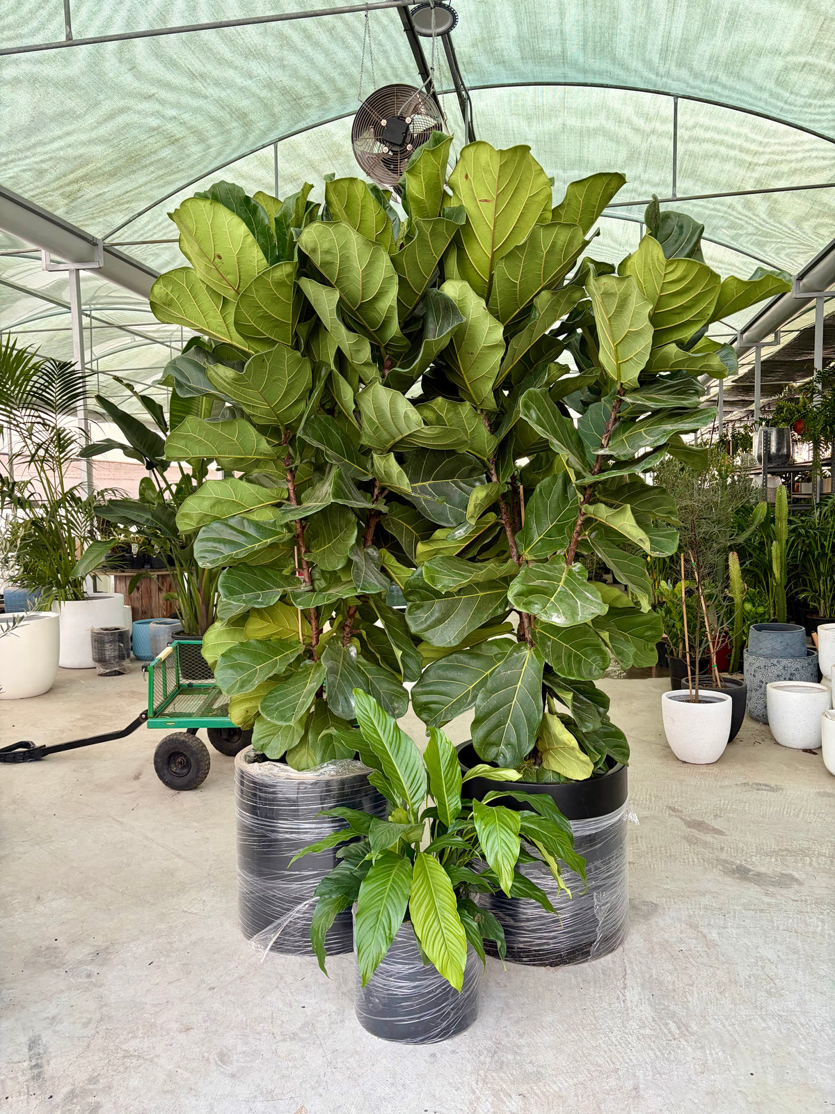 XL fiddle leaf fig/ Ficus Lyrata