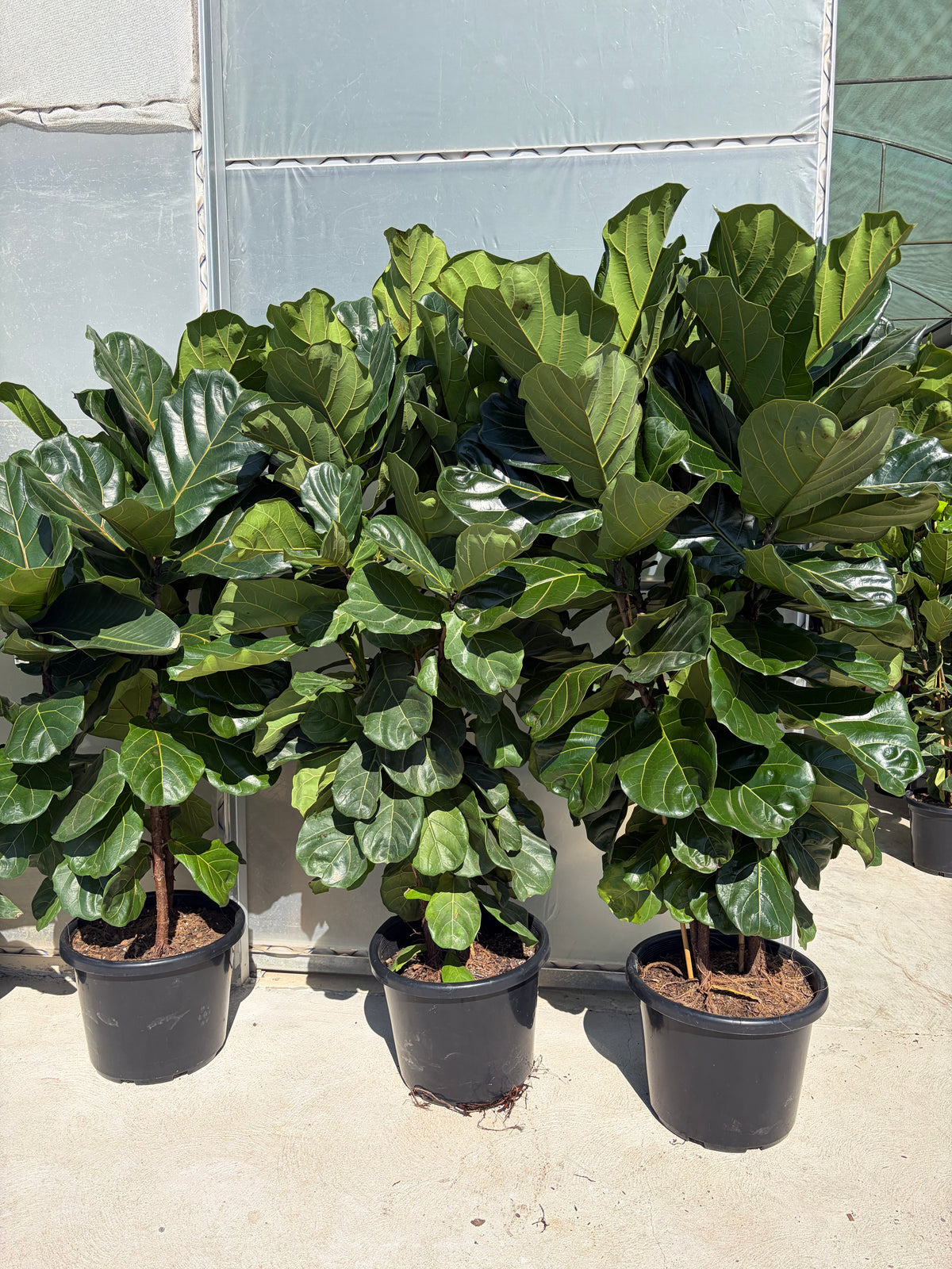 XL fiddle leaf fig/ Ficus Lyrata