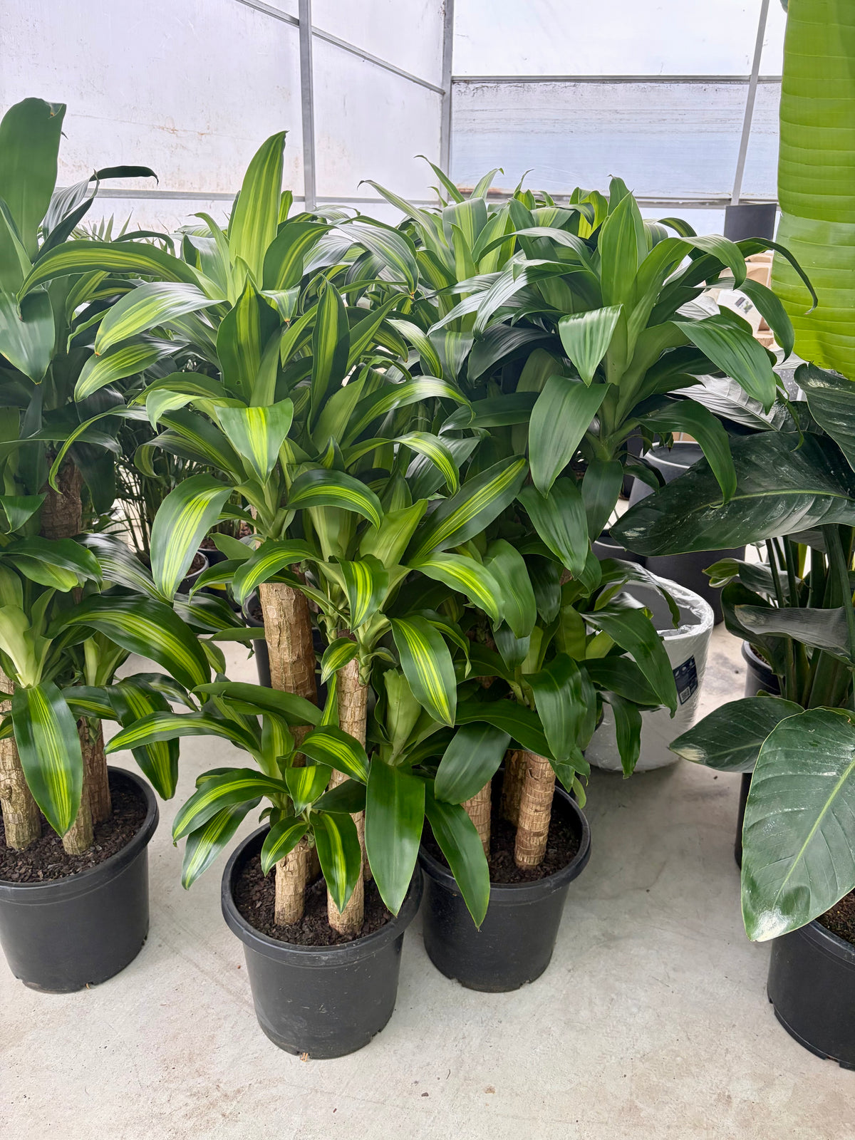 Happy plant/ Dracaena Massagena