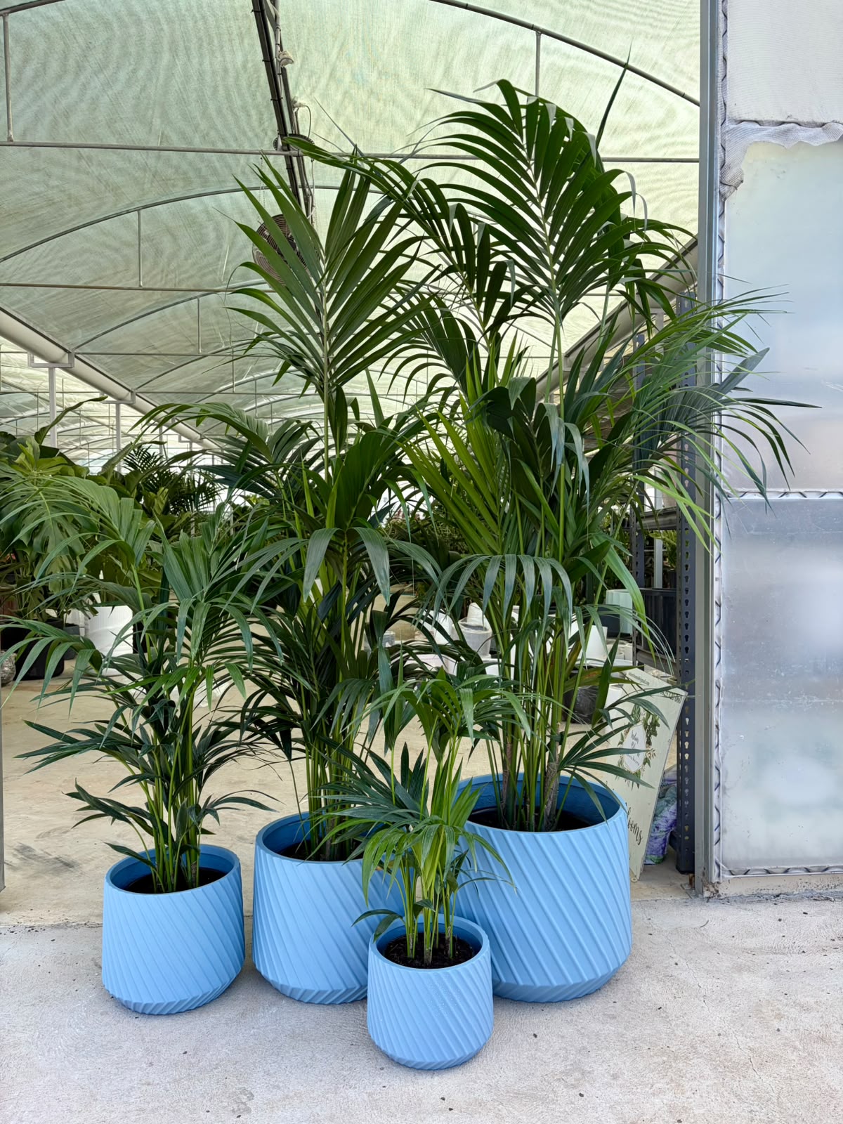 Kentia Palm