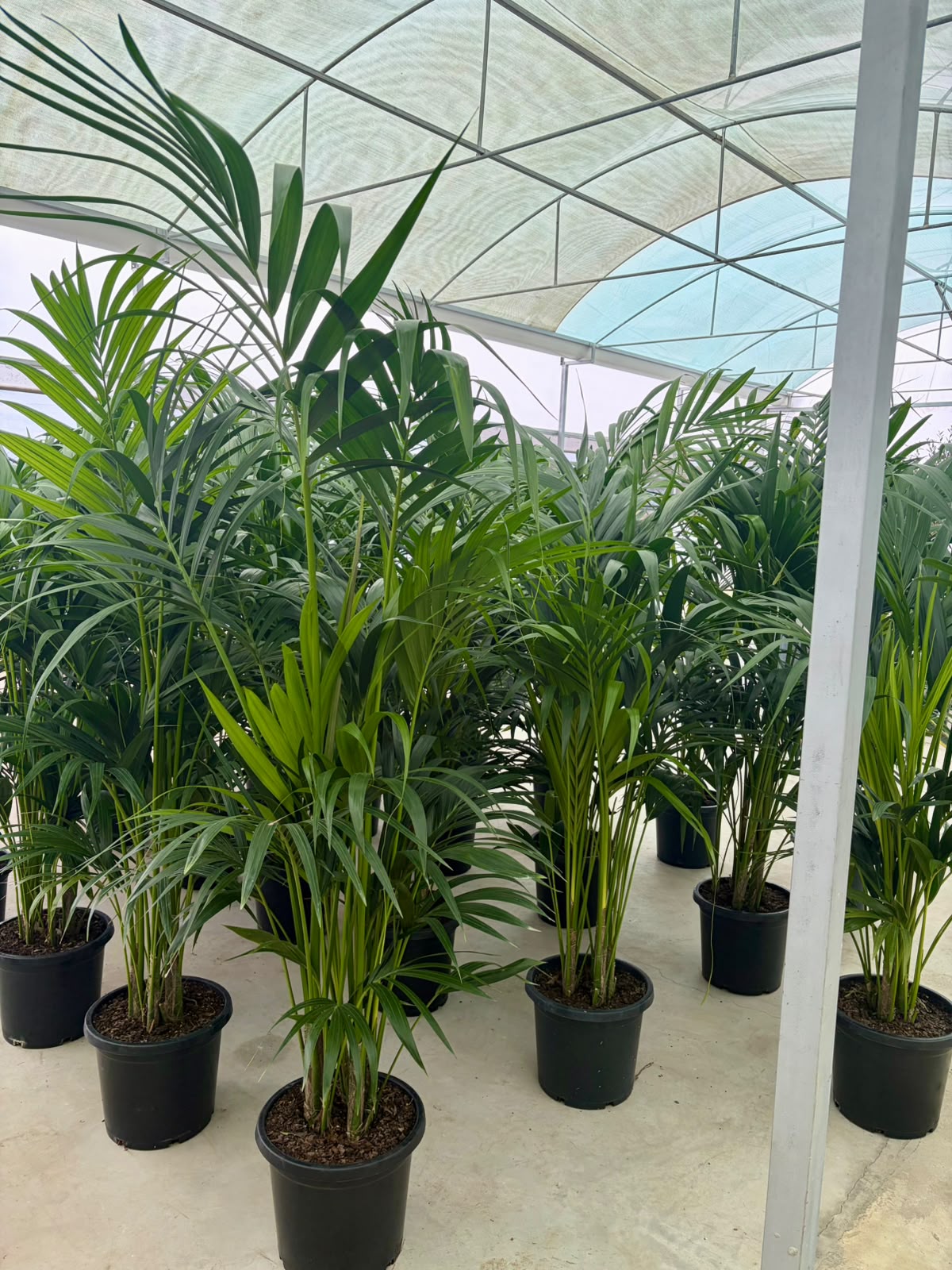 Kentia Palm