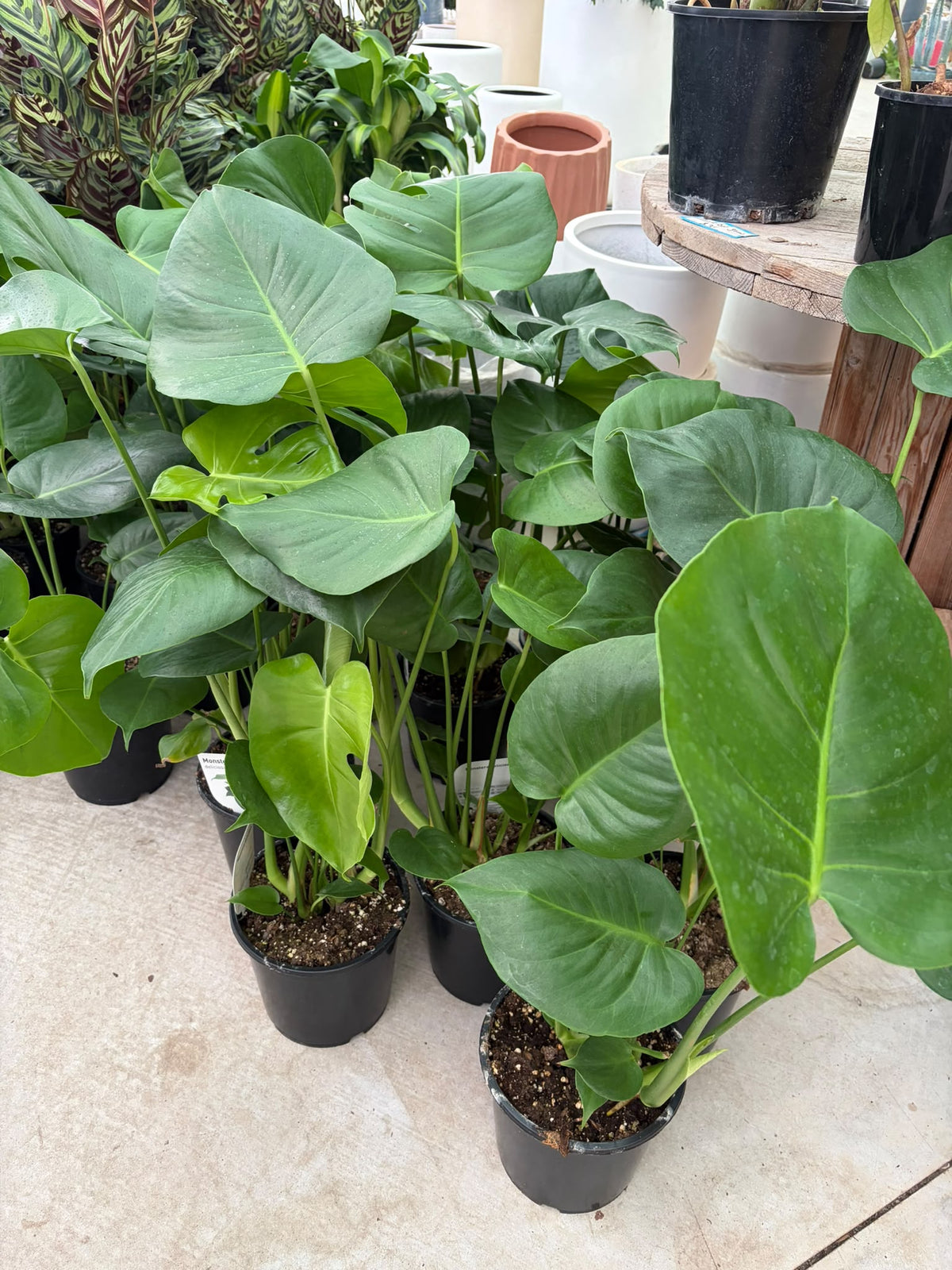 Monstera
