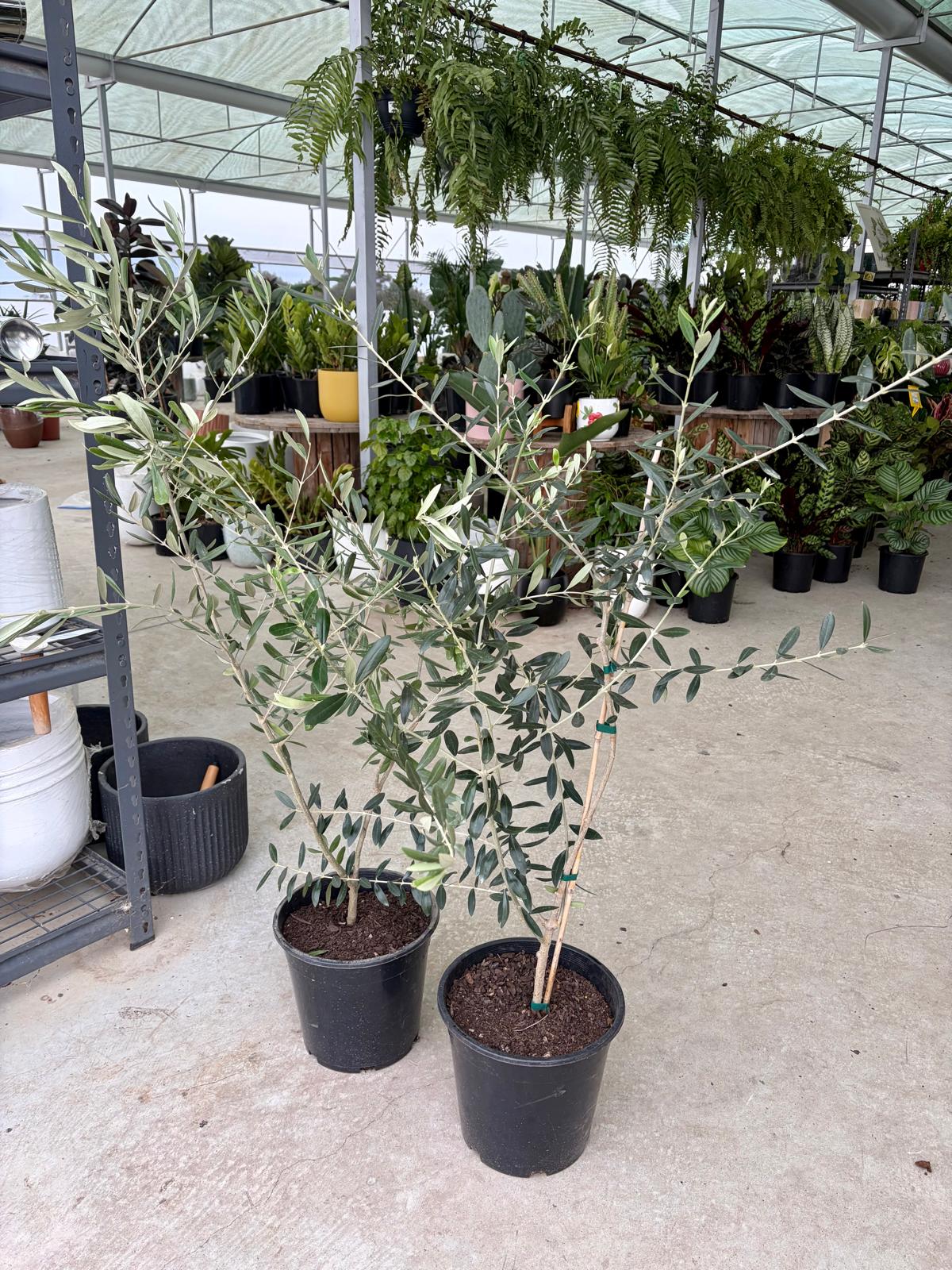 Olive Tree