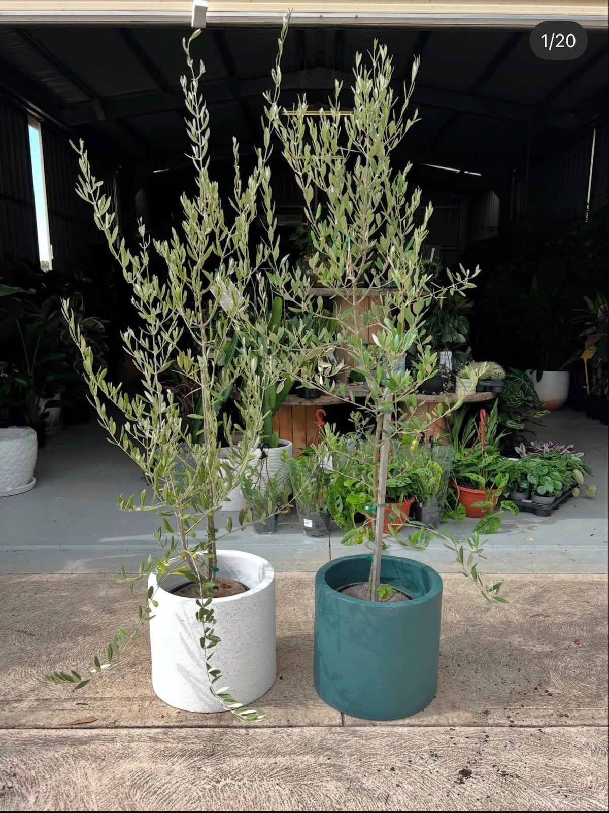 Olive Tree