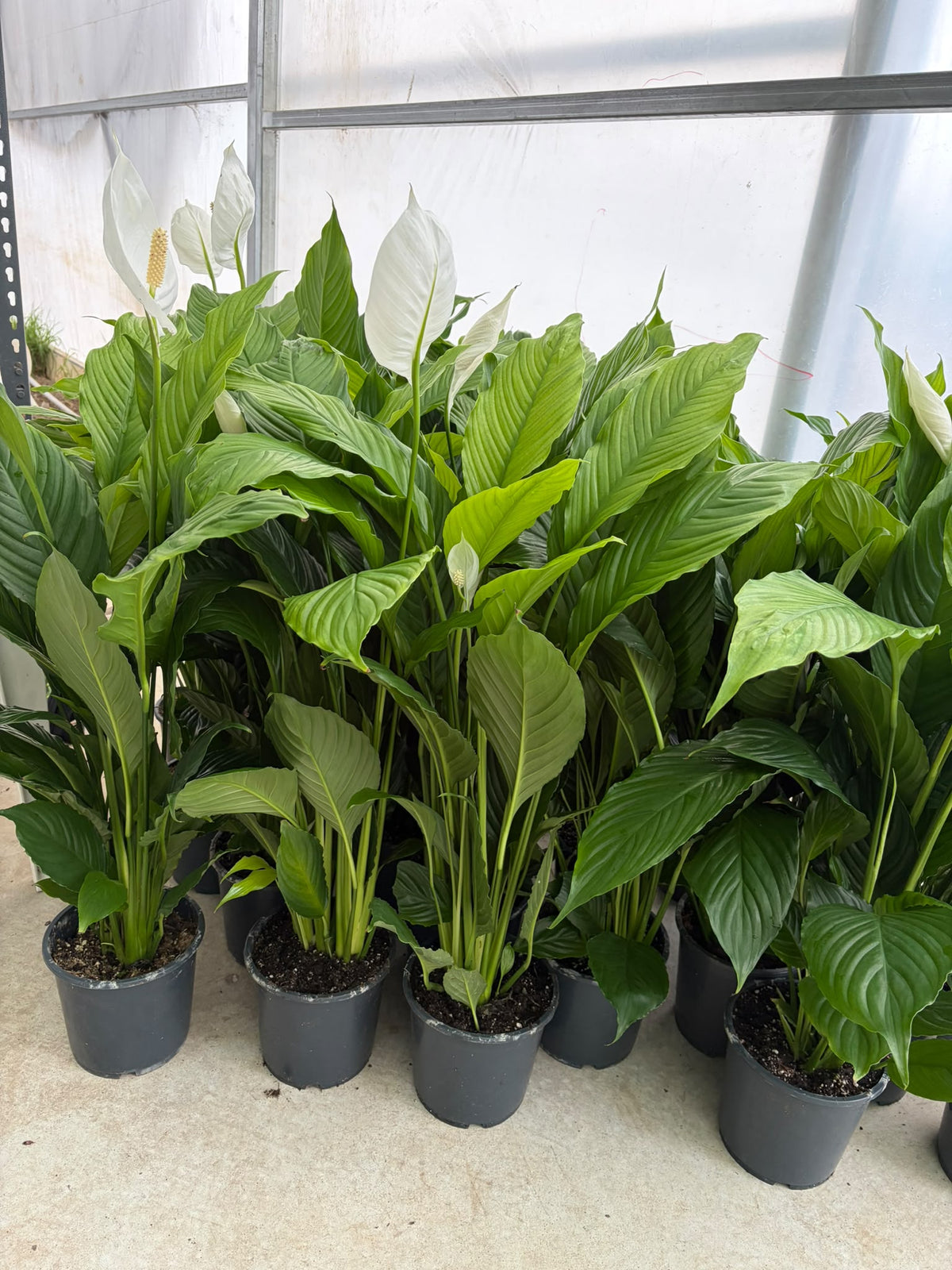 Peace Lily