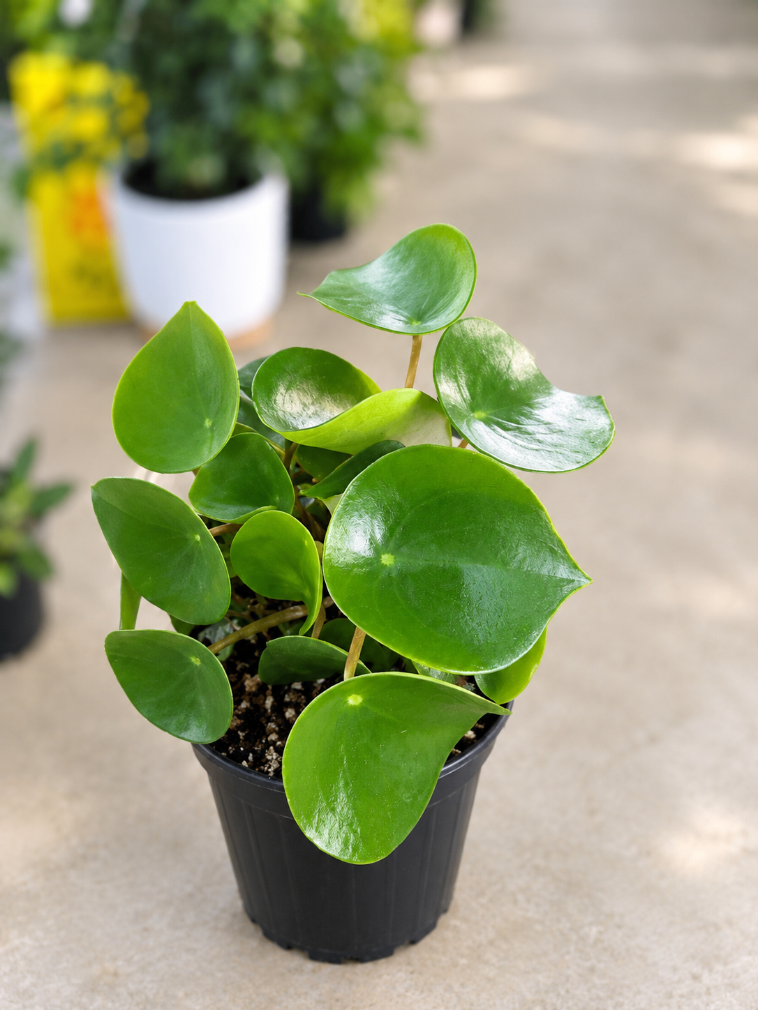 Peperomia Raindrop