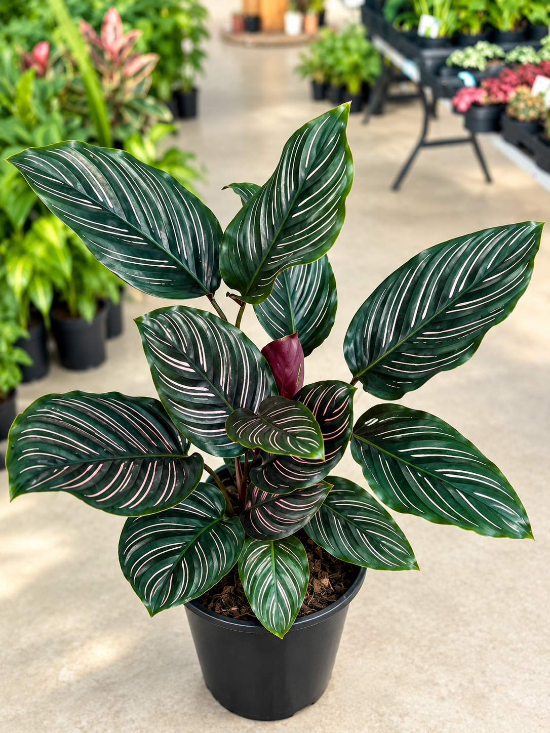 Calathea Pinstripe