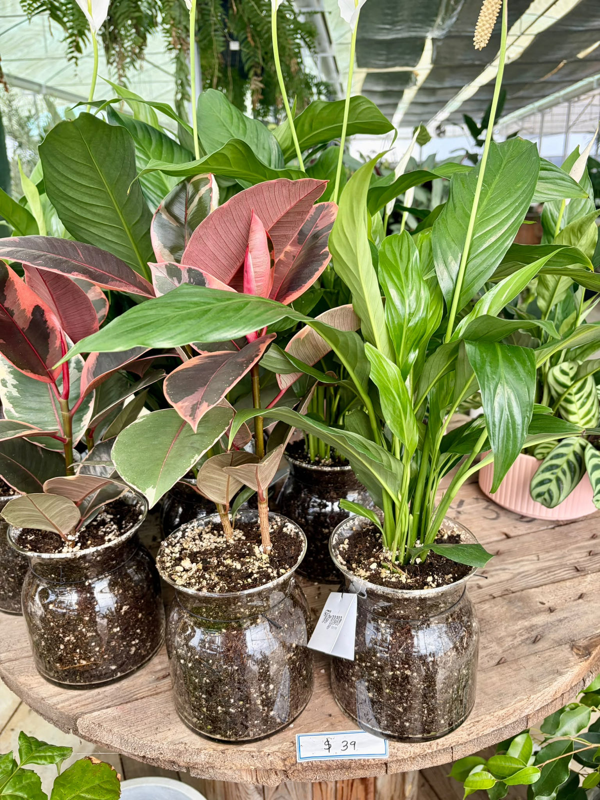 Potted Glass Vase Assorted