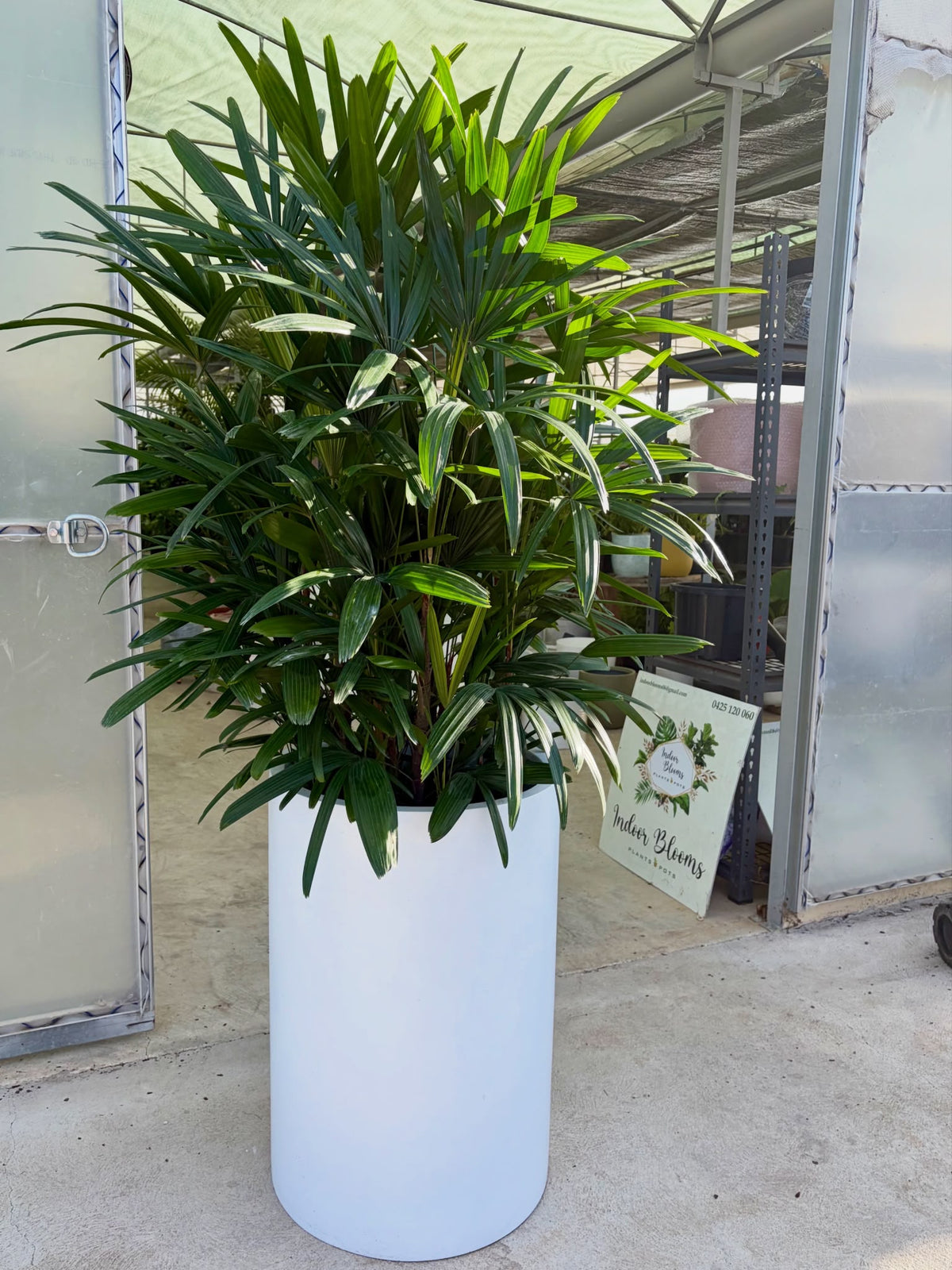 Raphis Palm