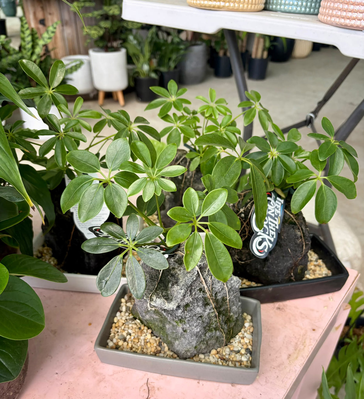 Rock Plant