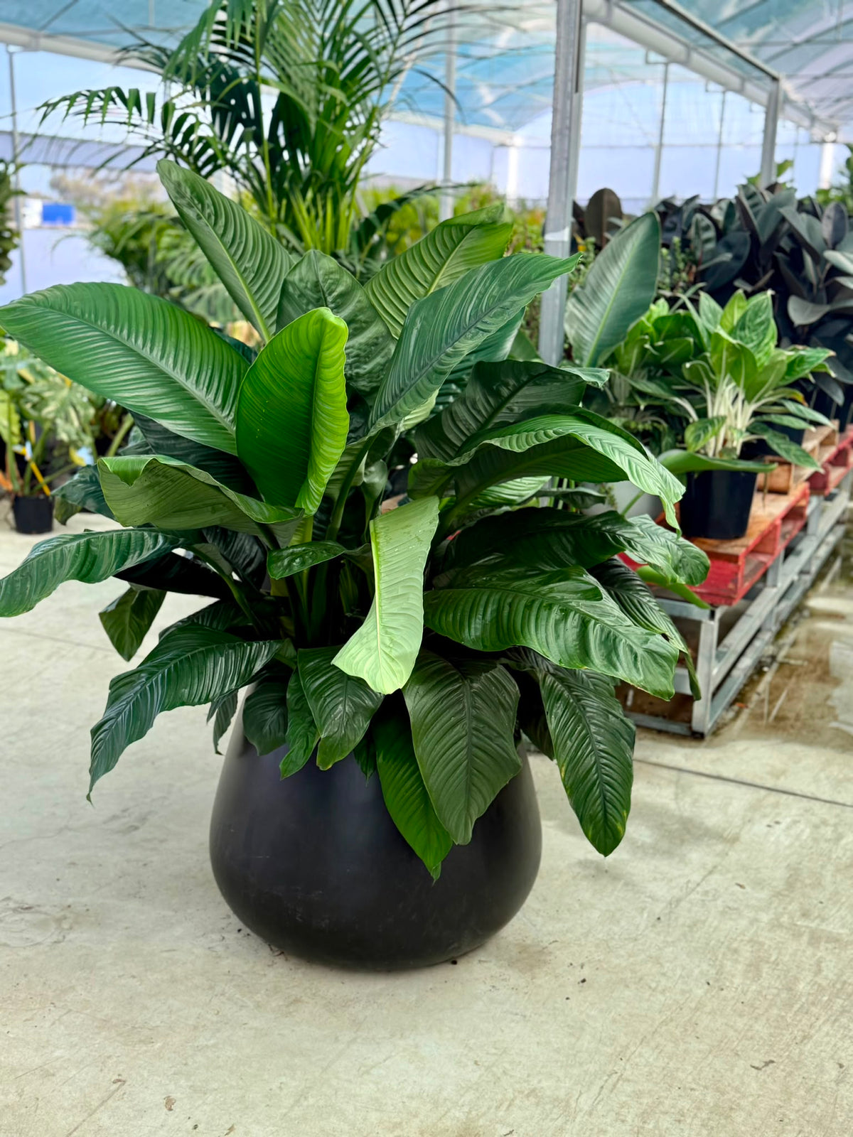 Sensation Peace Lily