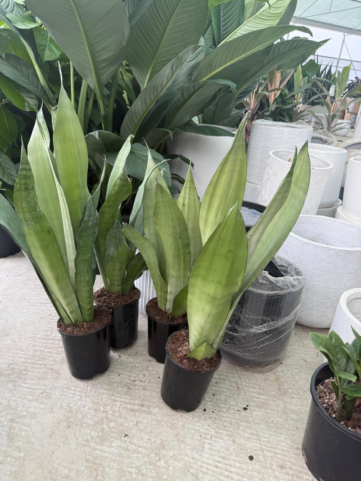 Sansevieria Moonshine