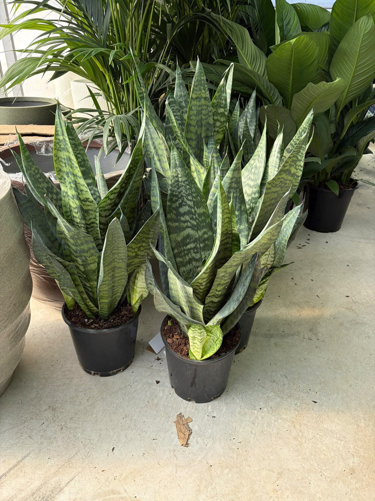 Sensevieria Robusta