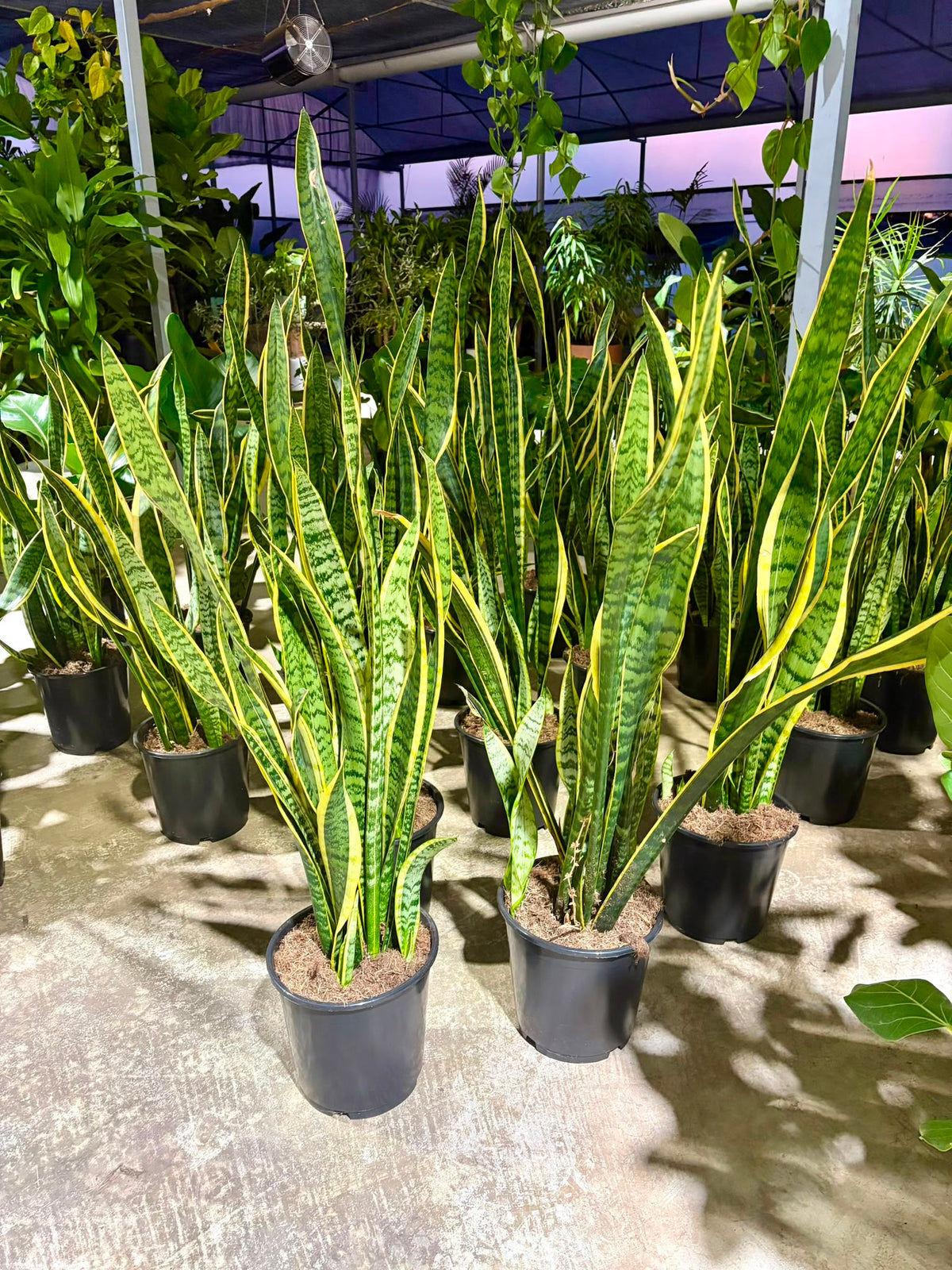Mother-in-laws Tongue (Snake Plant)